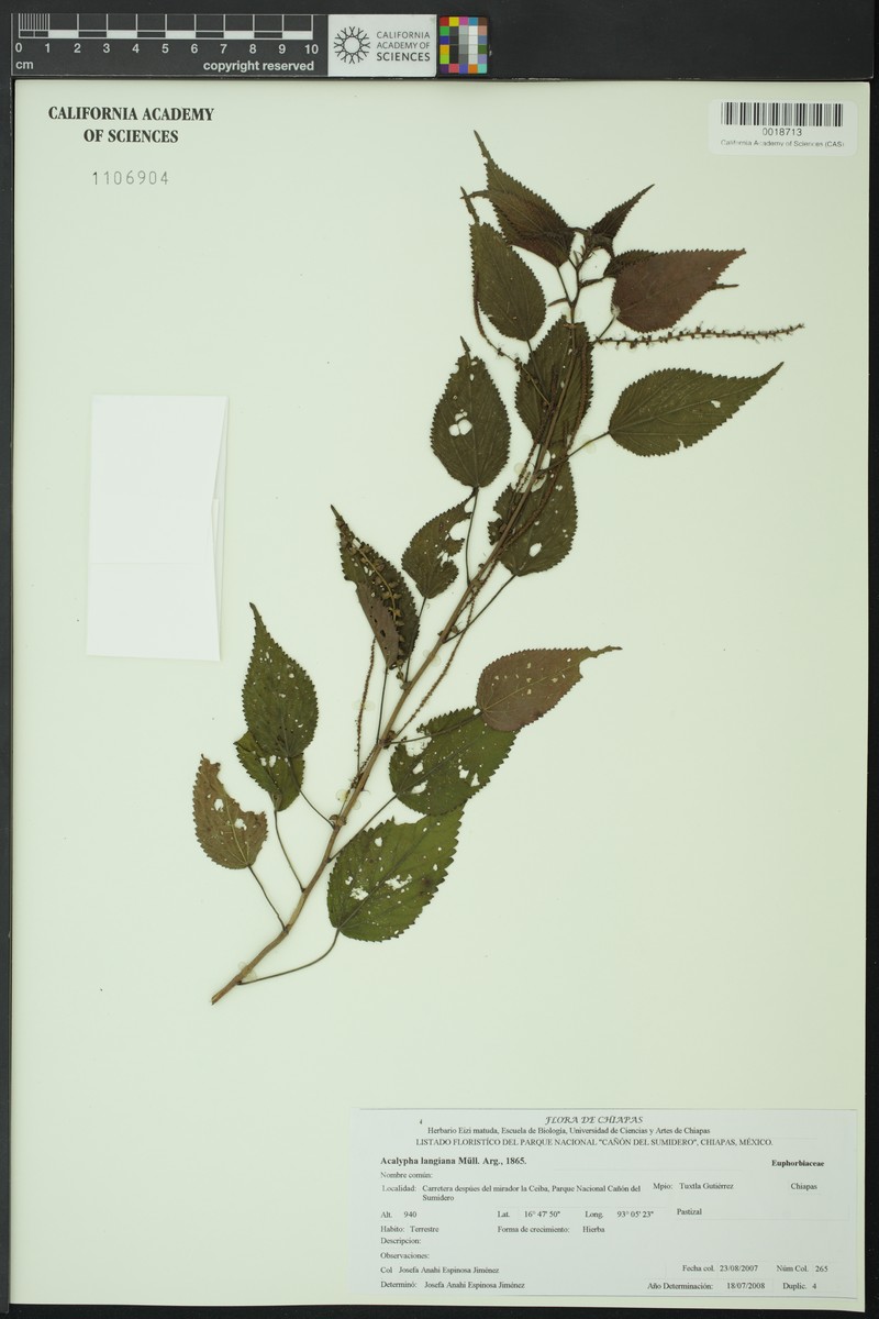 Acalypha langiana photo 6