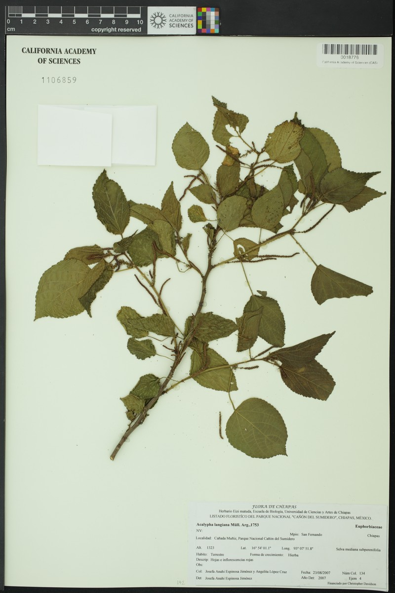 Acalypha langiana photo 7