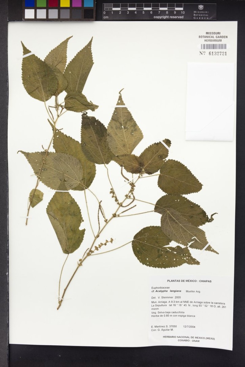 Acalypha langiana photo 8
