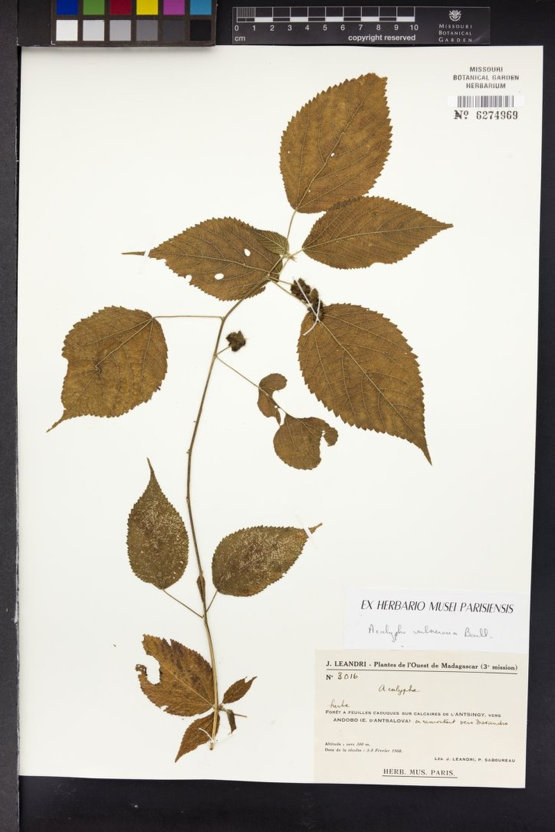 Acalypha leandrii