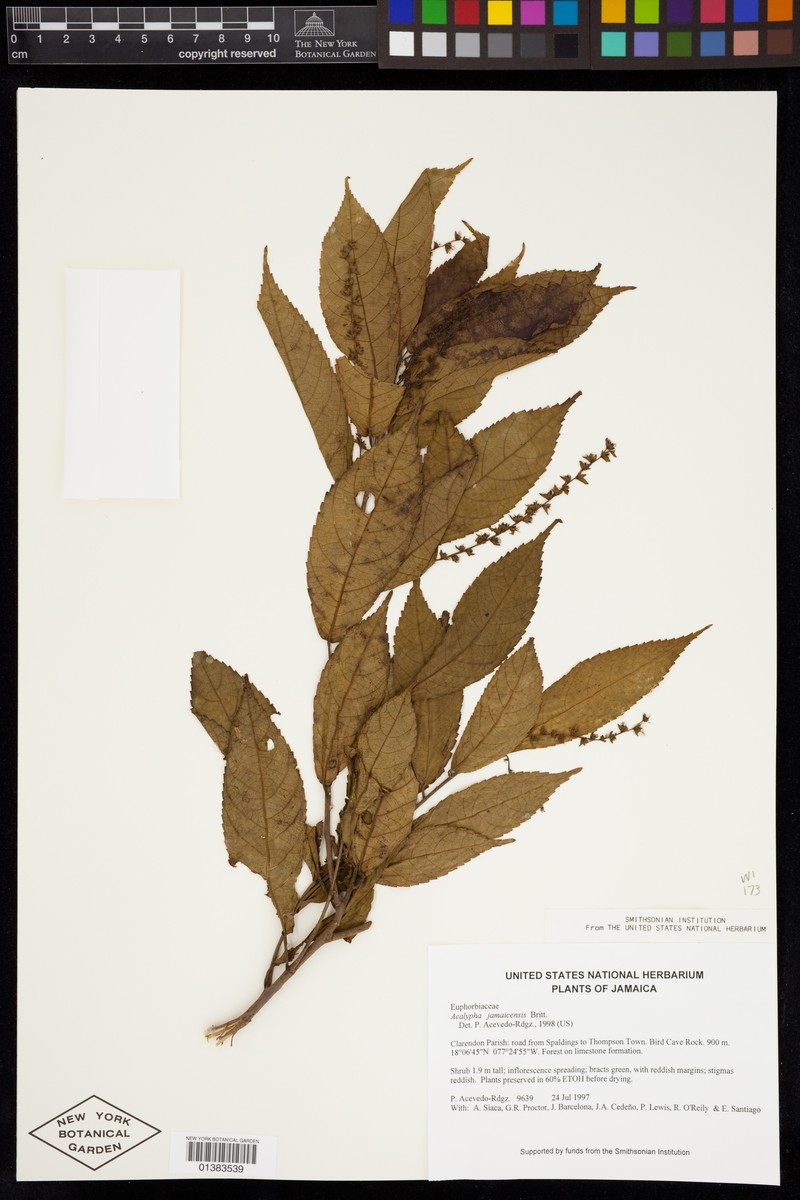 Acalypha leicesterfieldiensis