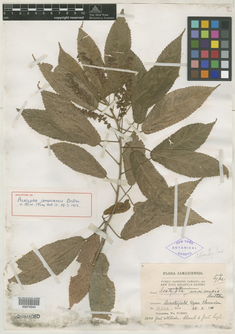 Acalypha leicesterfieldiensis photo 2