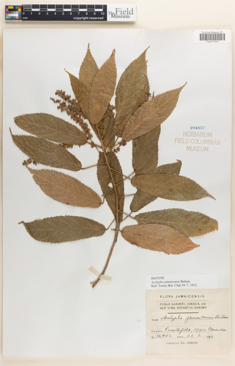 Acalypha leicesterfieldiensis photo 3