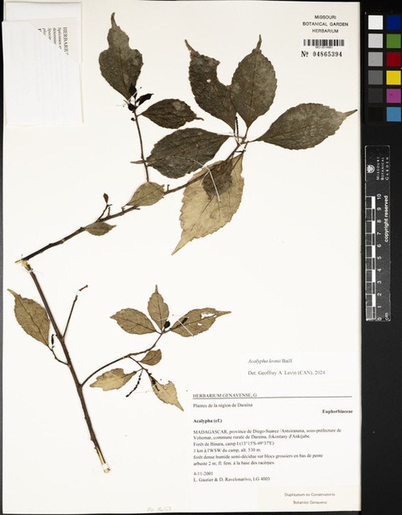 Acalypha leonii