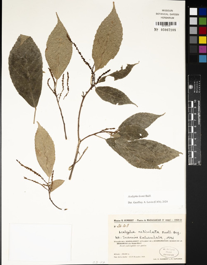 Acalypha leonii photo 2