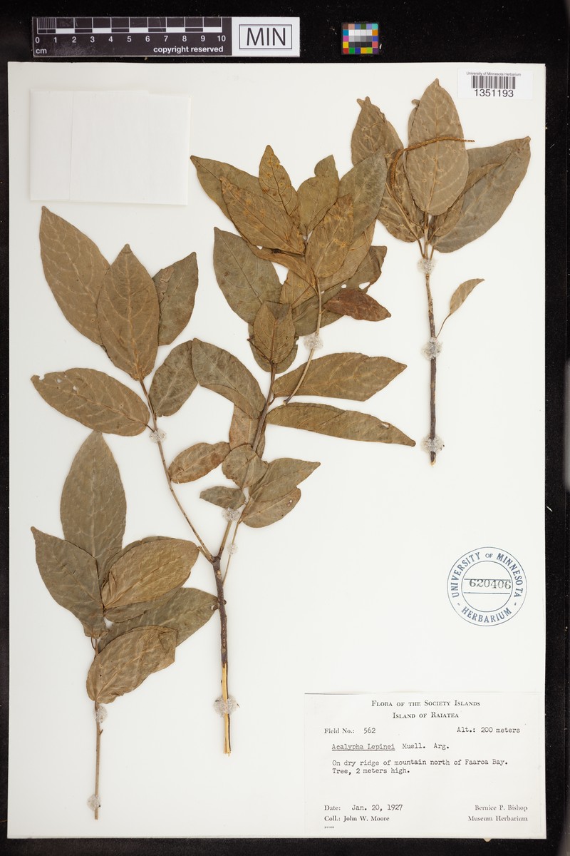 Acalypha lepinei