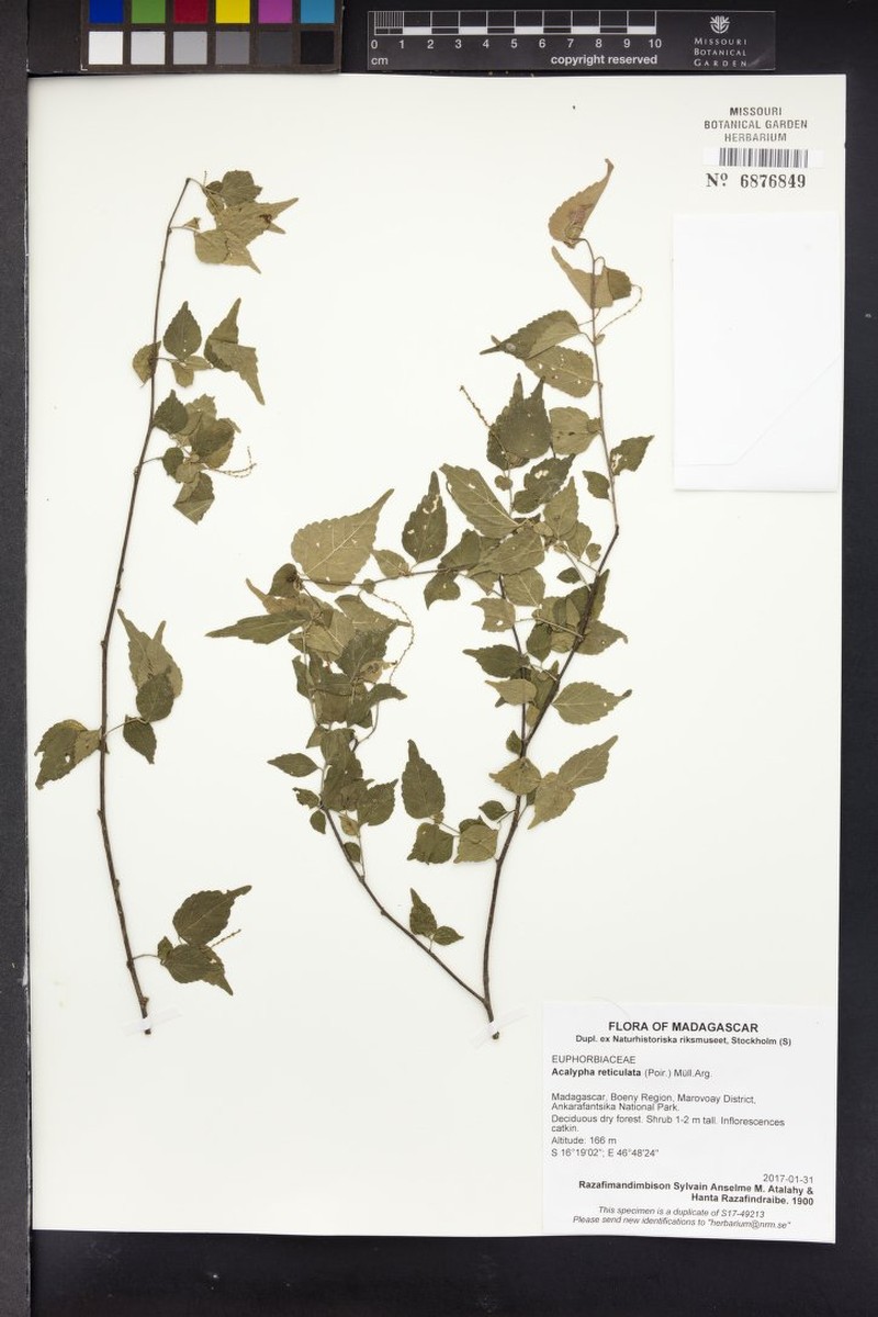 Acalypha leptomyura
