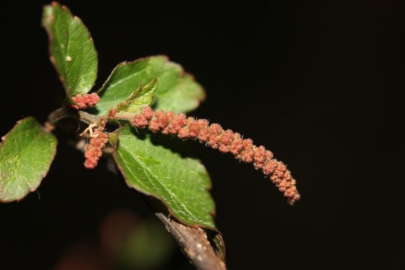 Acalypha leptomyura photo 2