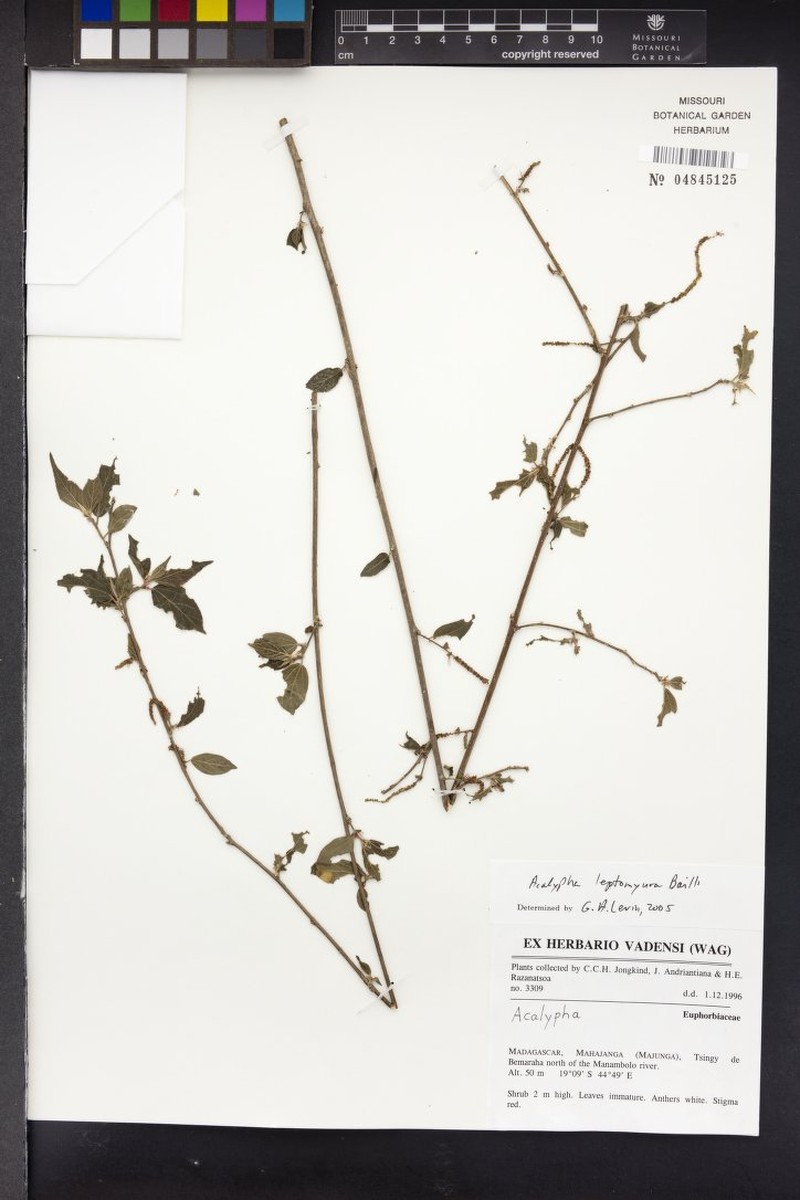 Acalypha leptomyura photo 3