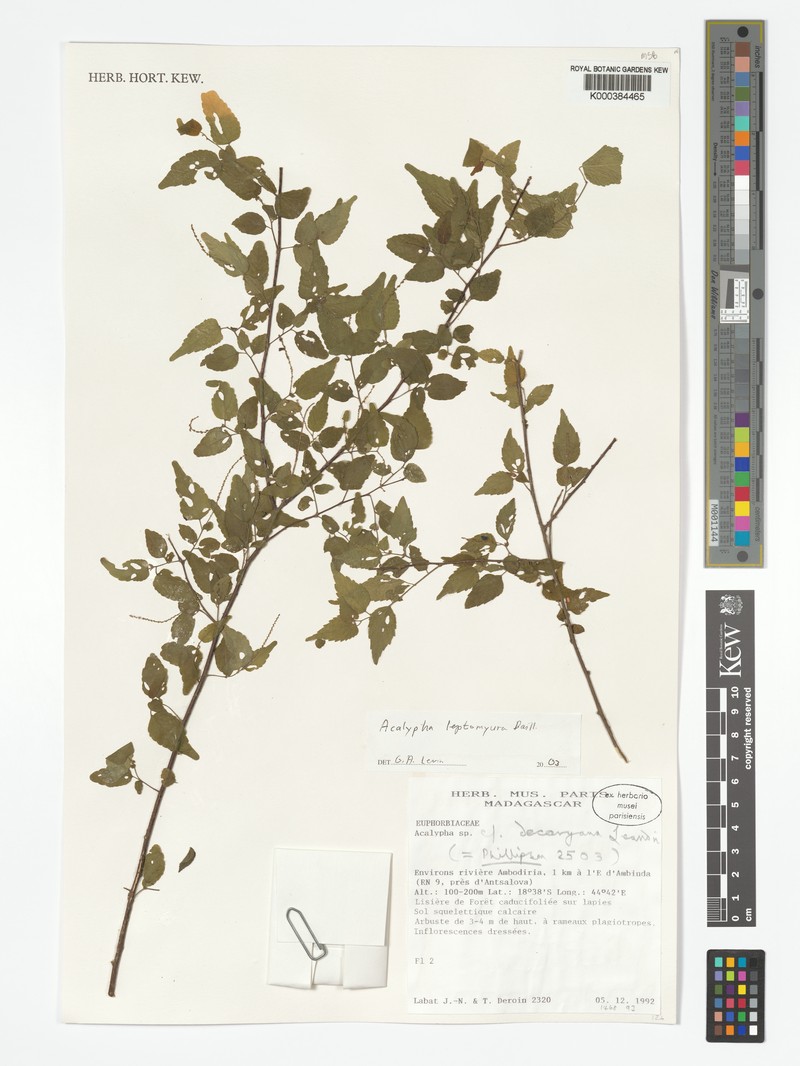 Acalypha leptomyura photo 4
