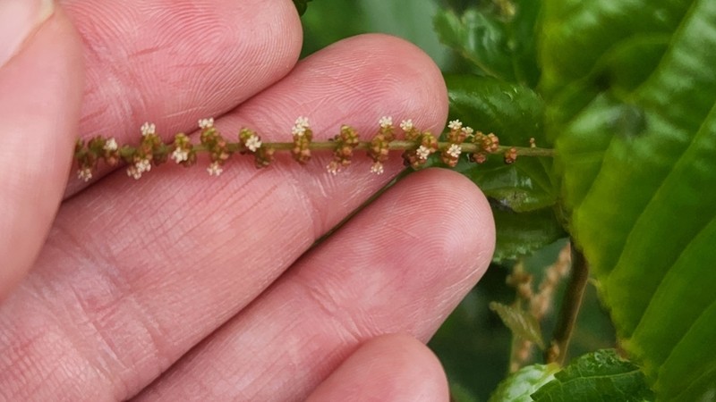 Acalypha leptopoda photo 2