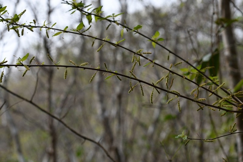 Acalypha leptopoda photo 3