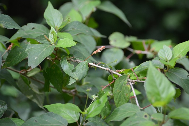 Acalypha leptopoda photo 4