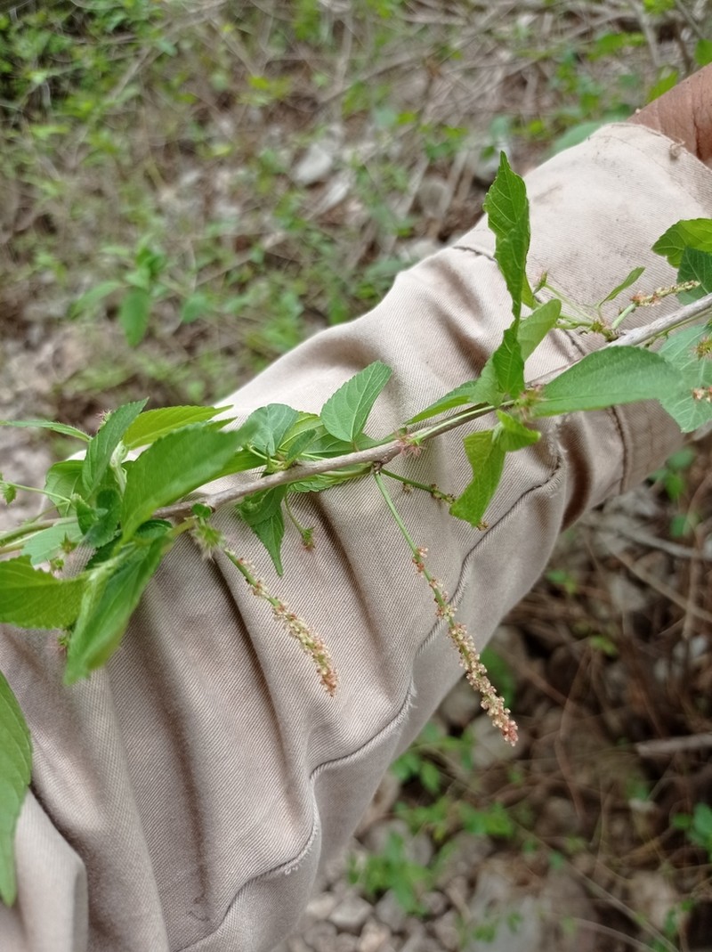 Acalypha leptopoda photo 5