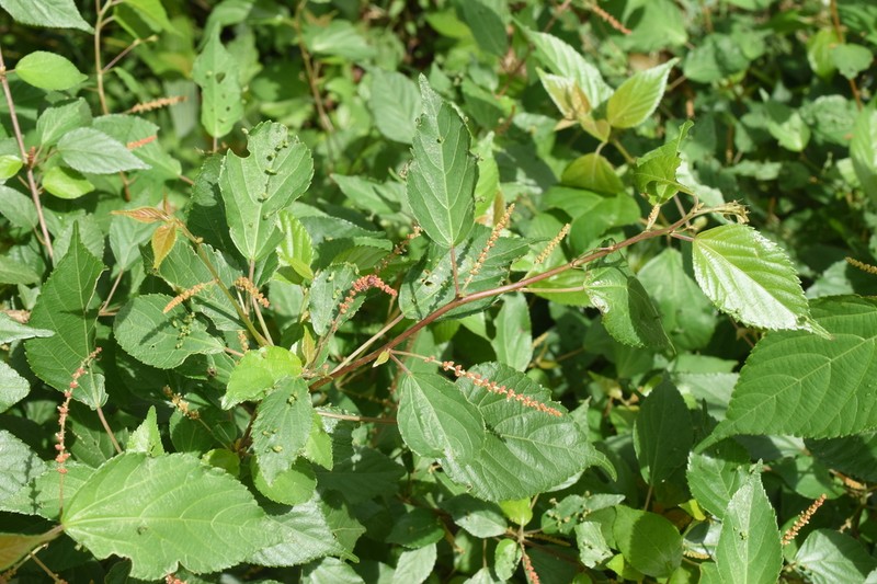 Acalypha leptopoda photo 6