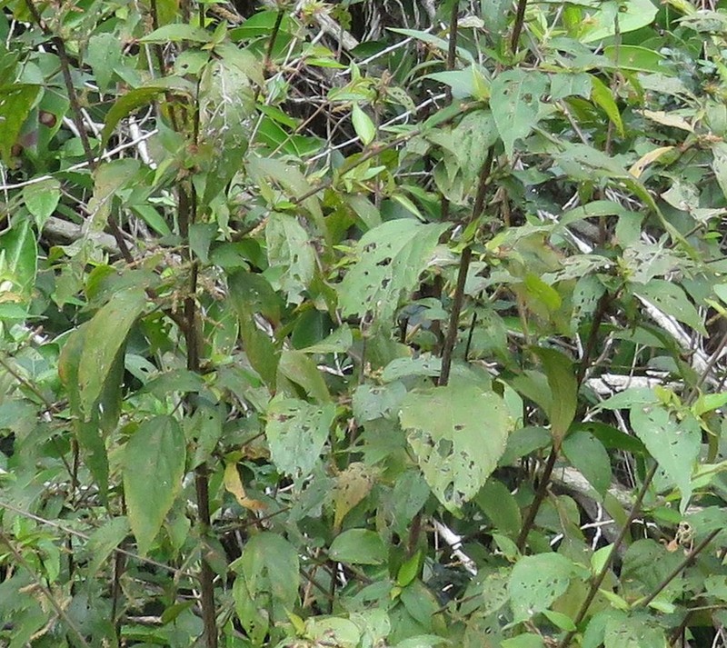 Acalypha leptopoda photo 7