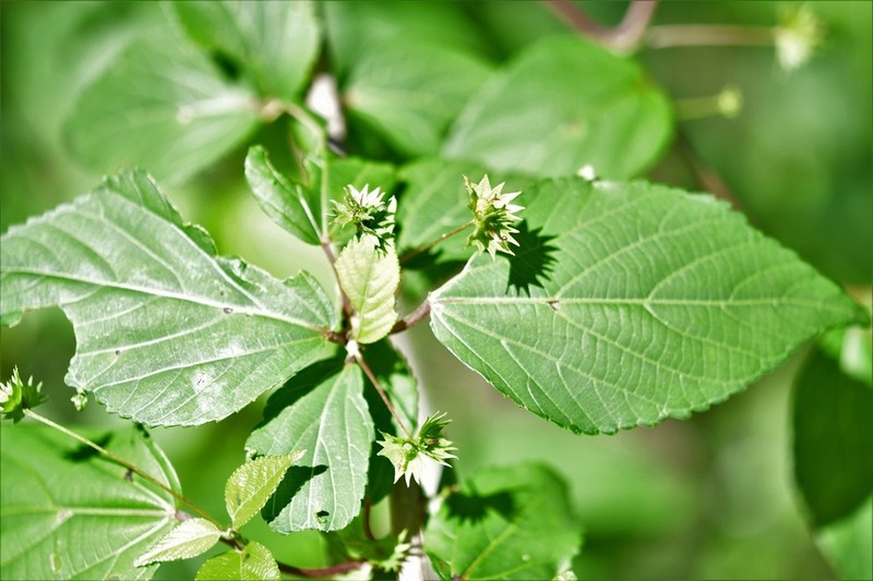 Acalypha leptopoda photo 8