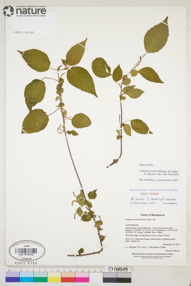 Acalypha levinii photo 2