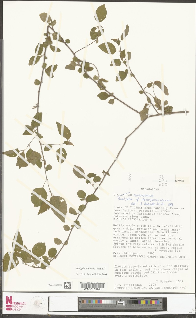 Acalypha levinii photo 3