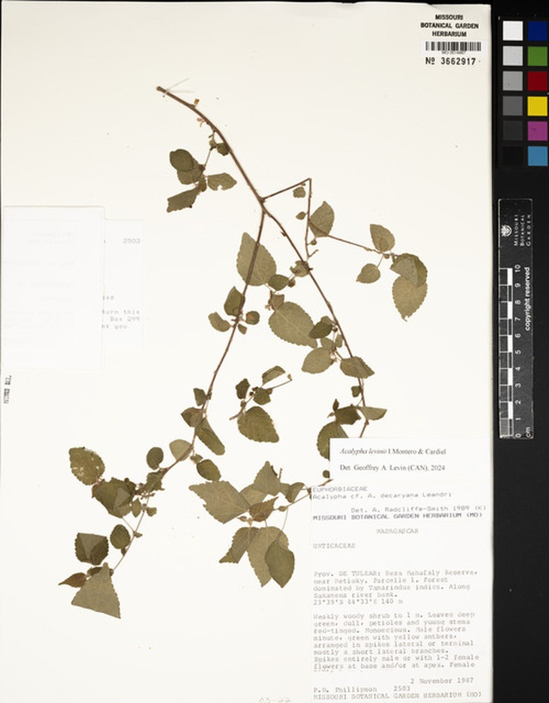 Acalypha levinii photo 2