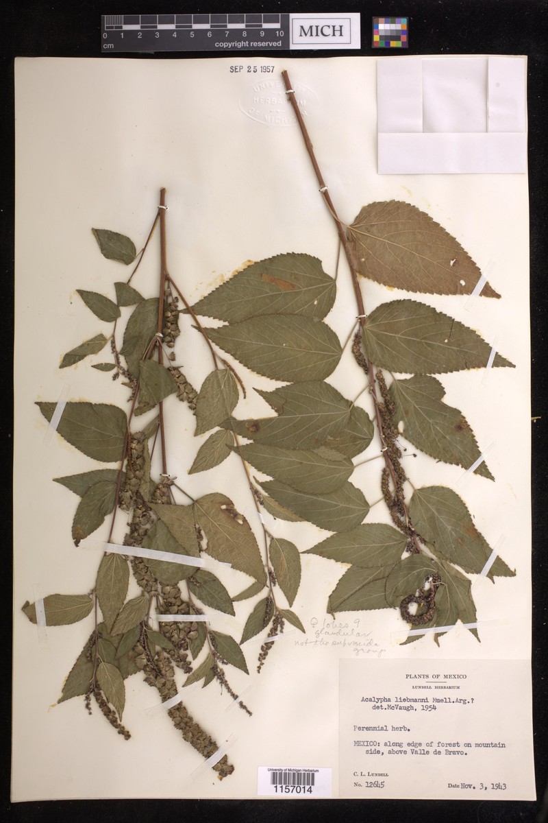 Acalypha liebmanniana