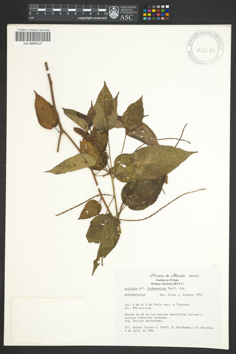 Acalypha liebmanniana photo 2