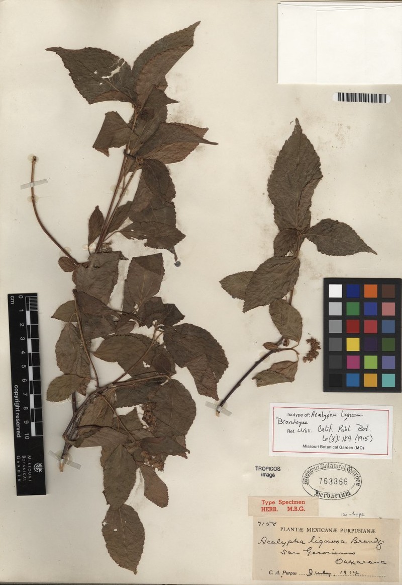 Acalypha lignosa