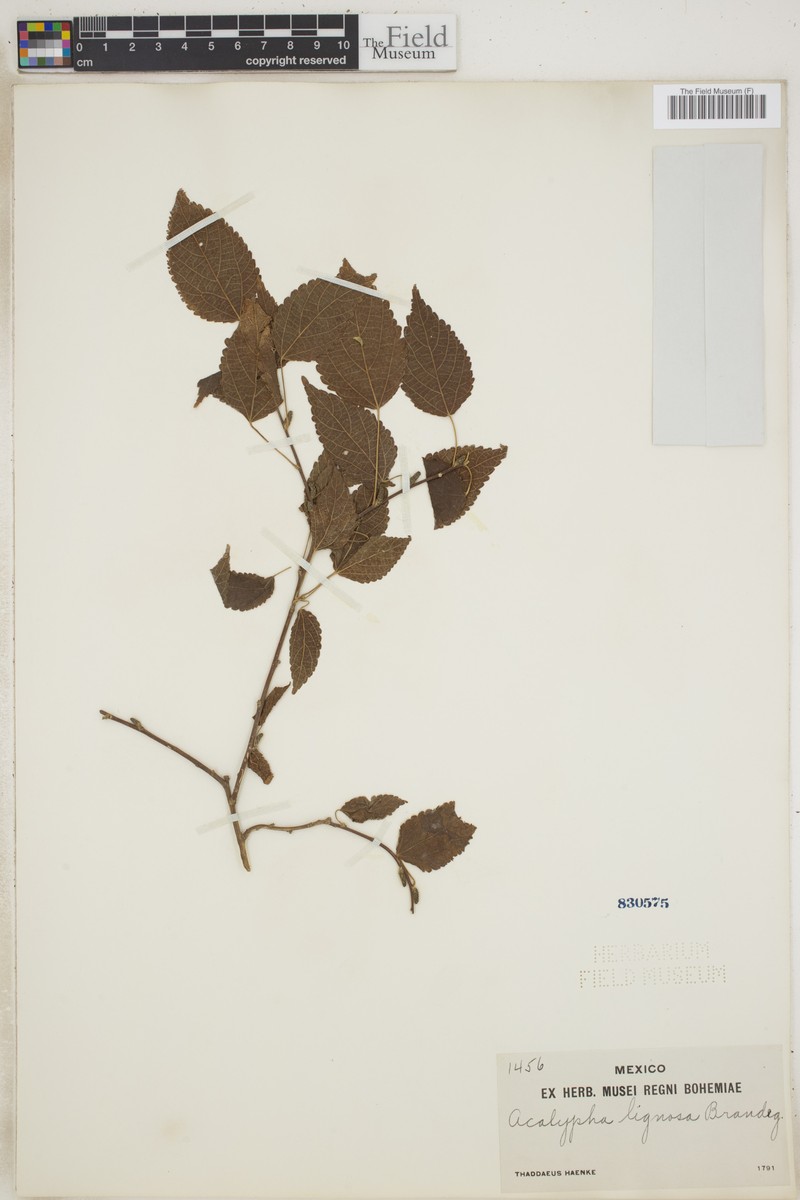 Acalypha lignosa photo 2