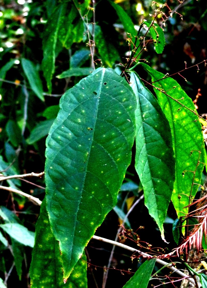 Acalypha longipes