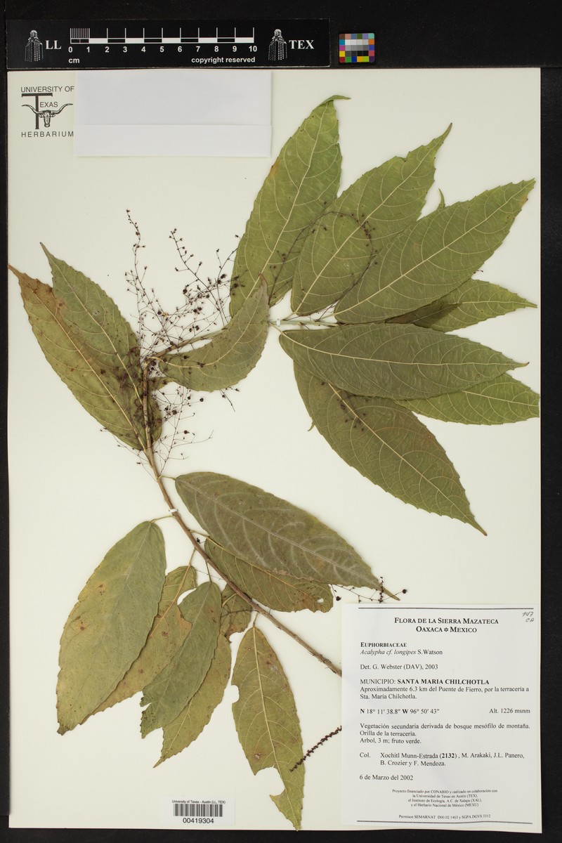 Acalypha longipes photo 2