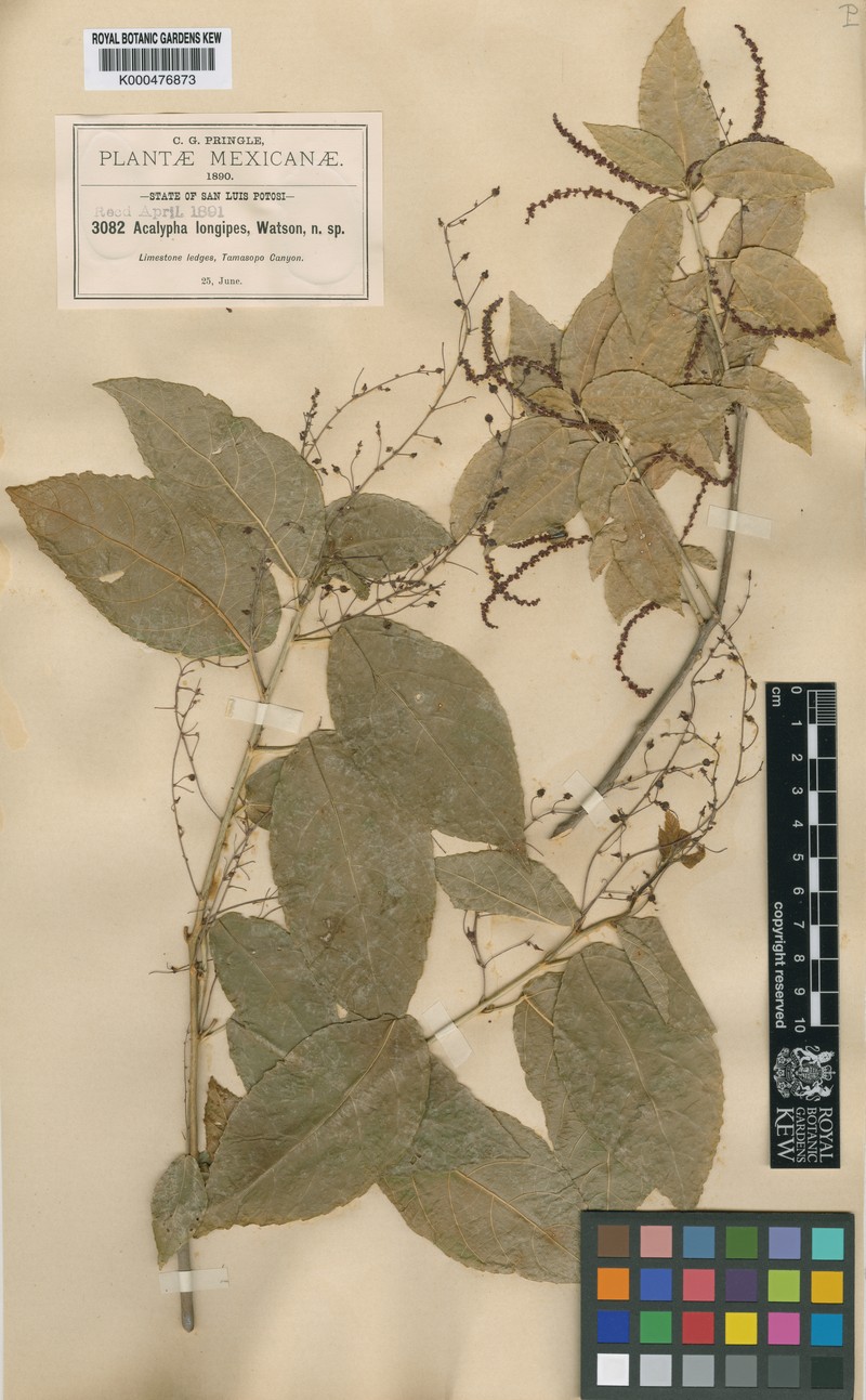 Acalypha longipes photo 3