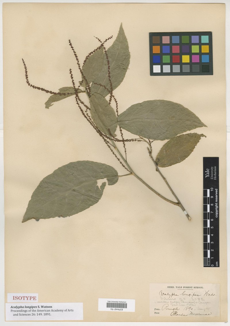 Acalypha longipes photo 4