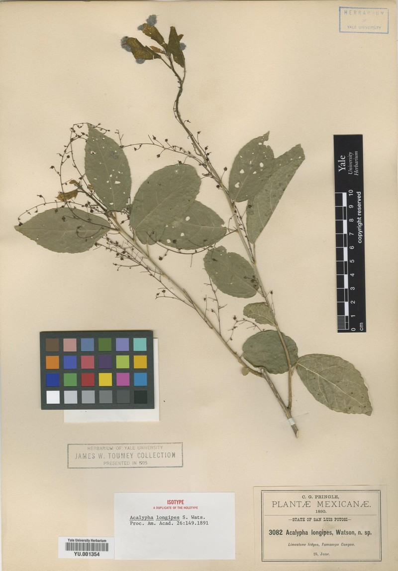 Acalypha longipes photo 5