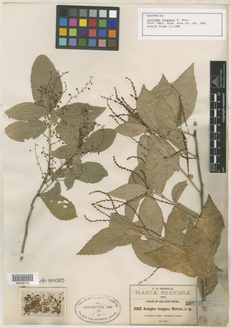 Acalypha longipes photo 6