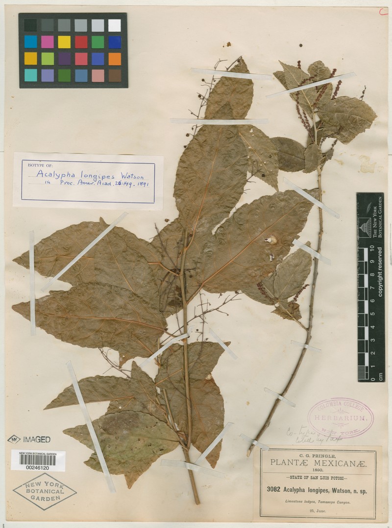 Acalypha longipes photo 7