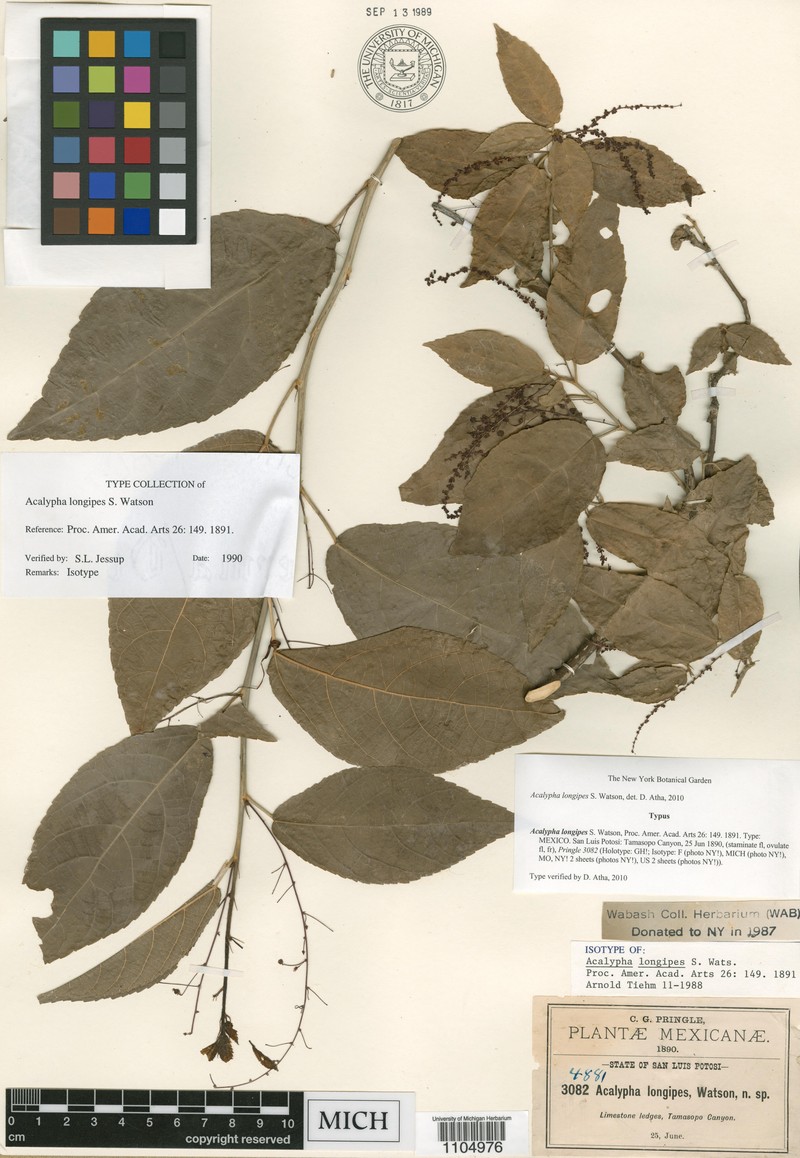 Acalypha longipes photo 8