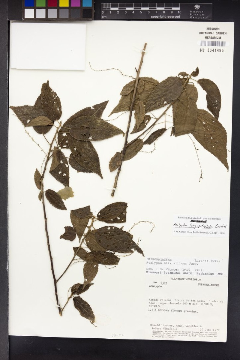 Acalypha longipetiolata