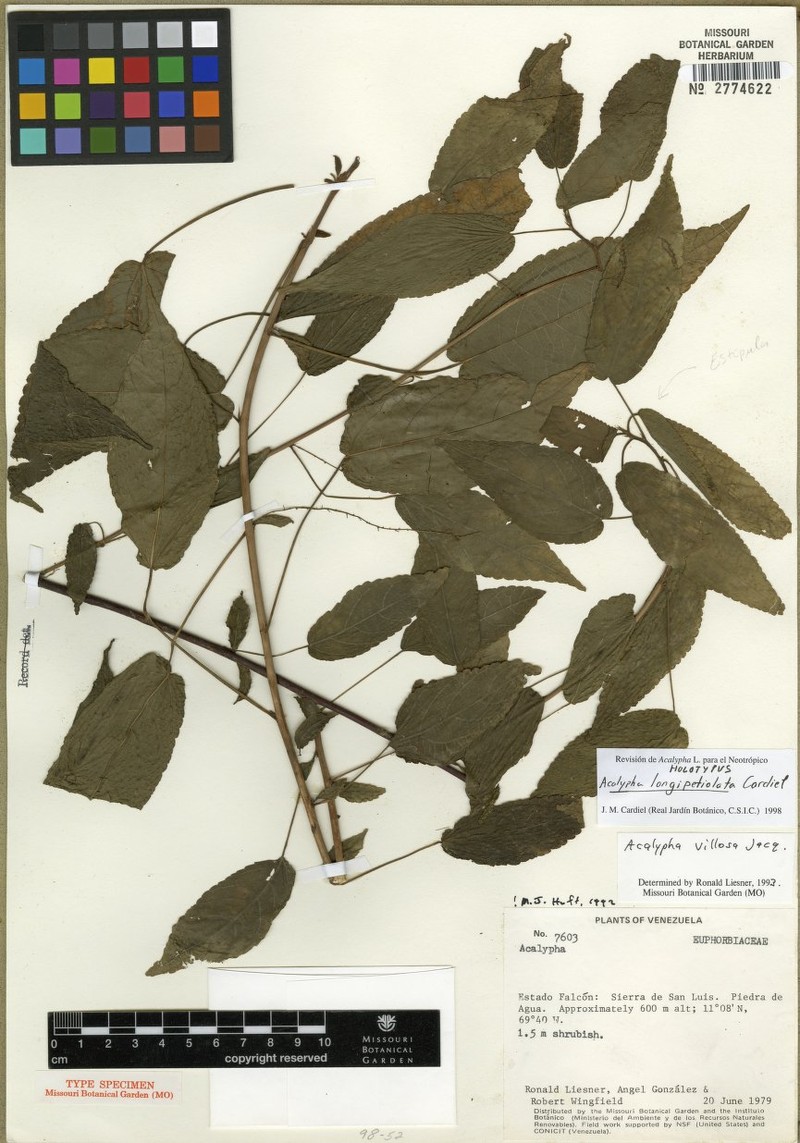 Acalypha longipetiolata photo 2