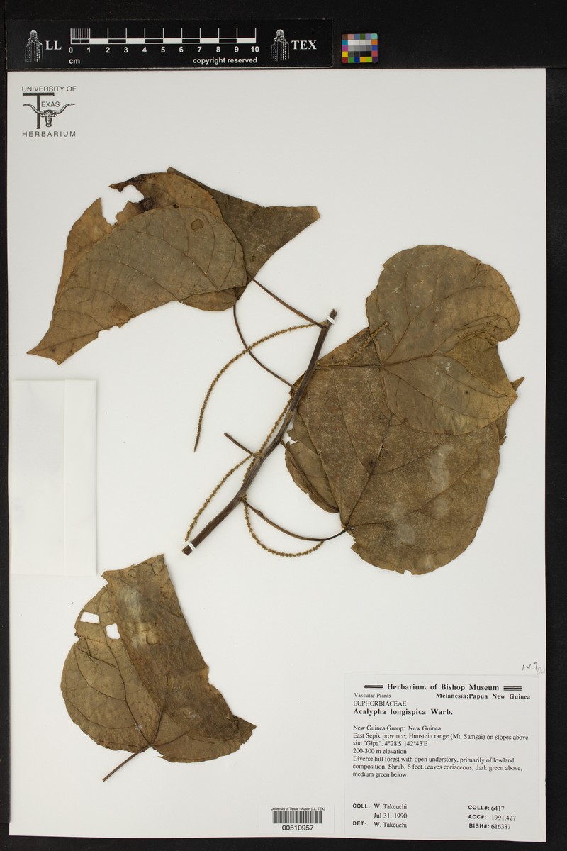 Acalypha longispica