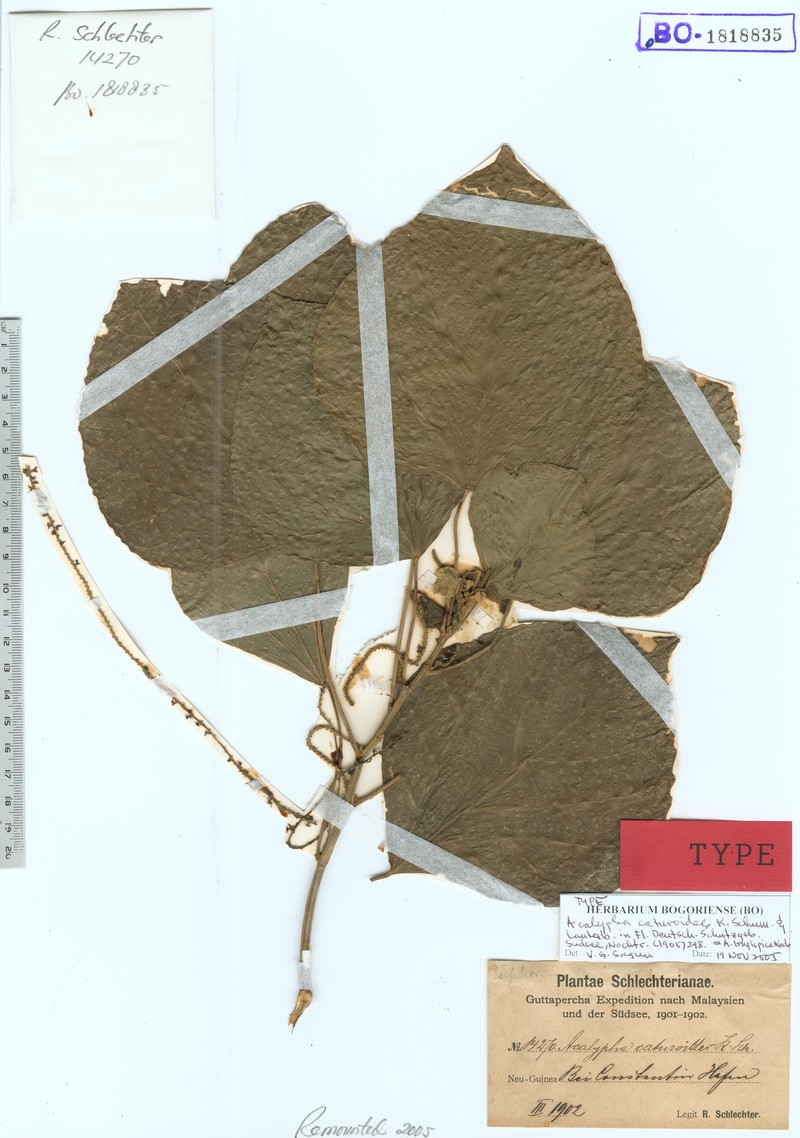 Acalypha longispica photo 2
