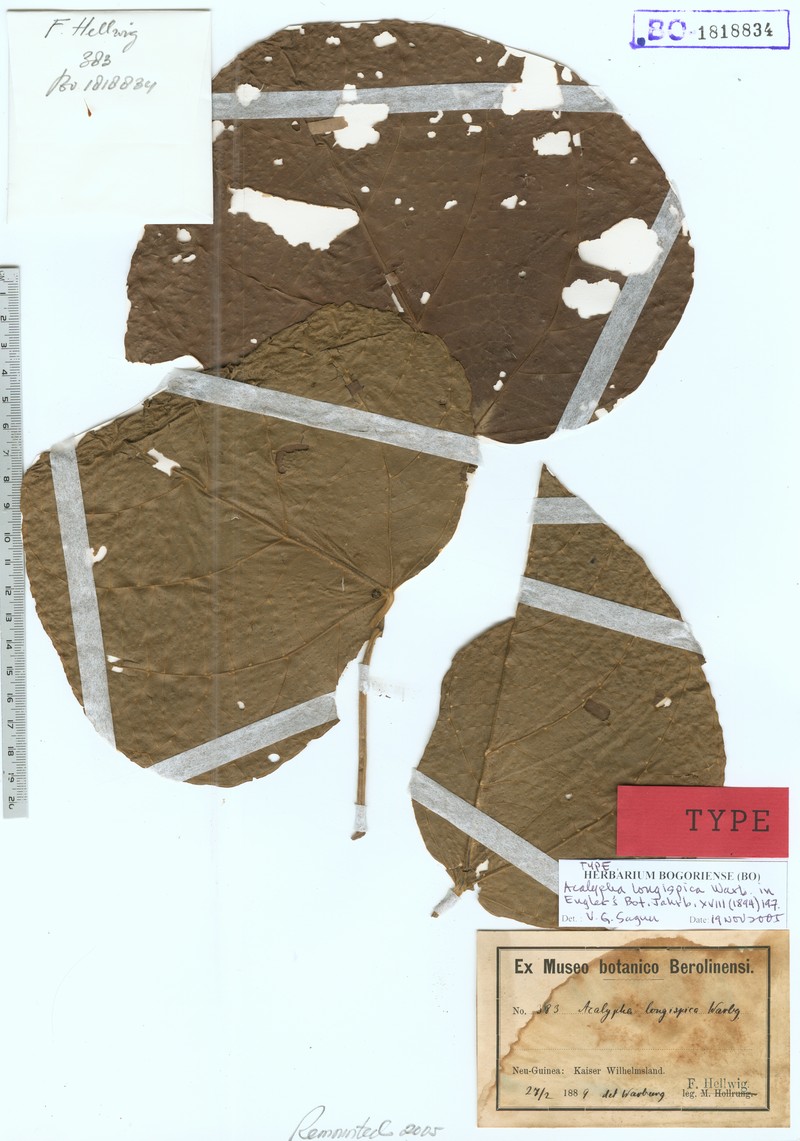 Acalypha longispica photo 3