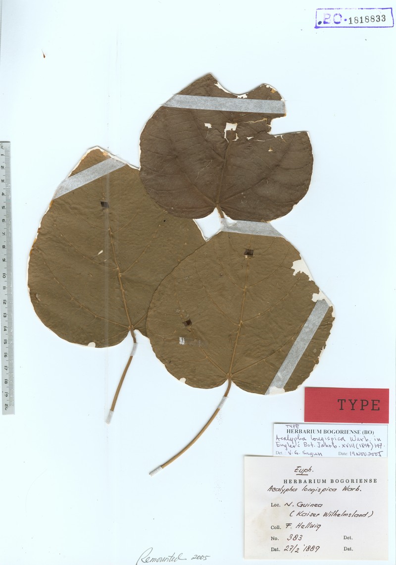 Acalypha longispica photo 4