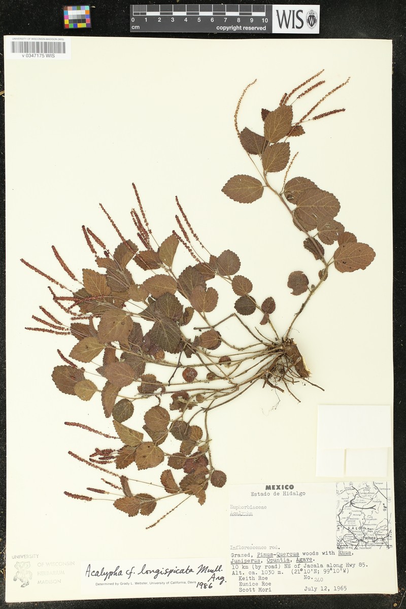 Acalypha longispicata