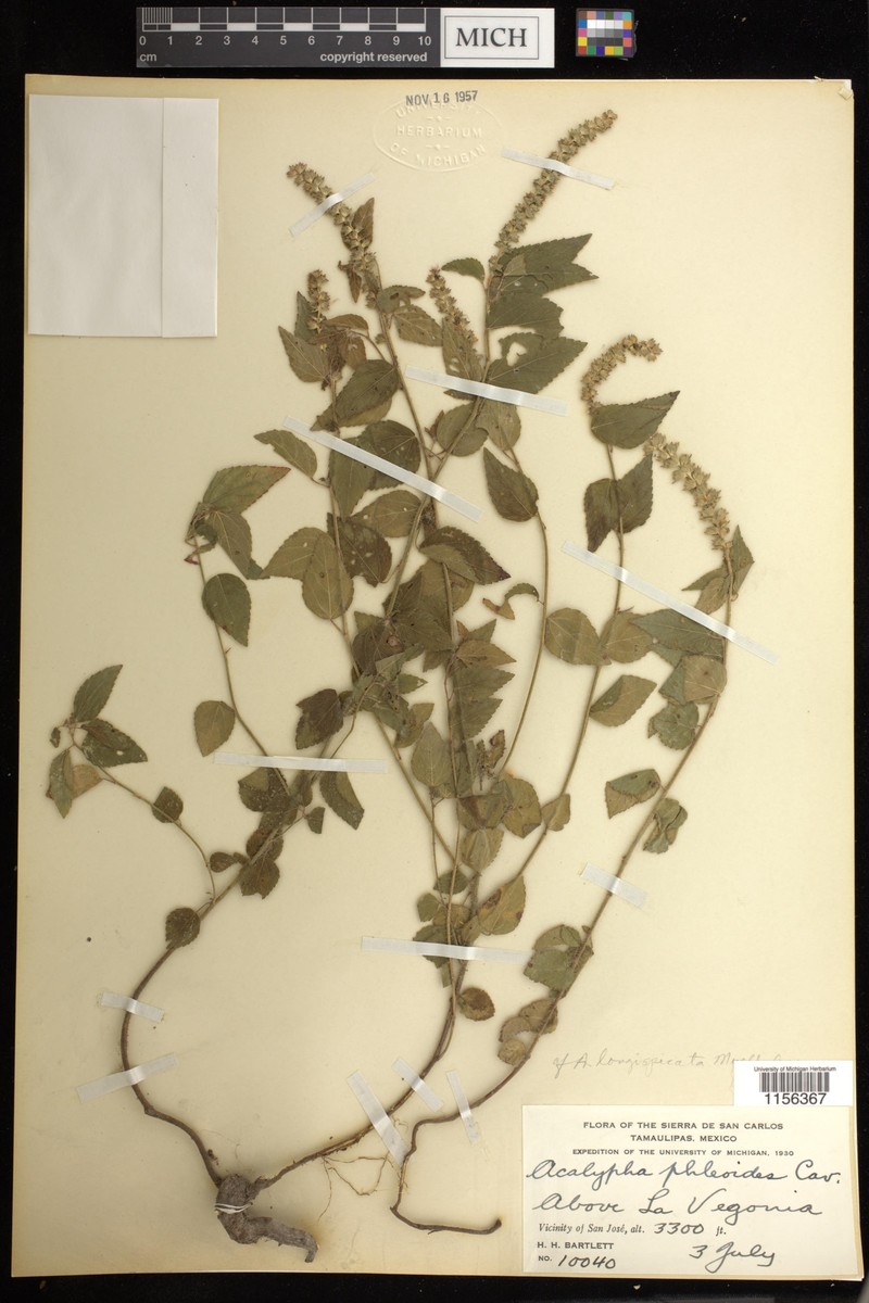 Acalypha longispicata photo 2