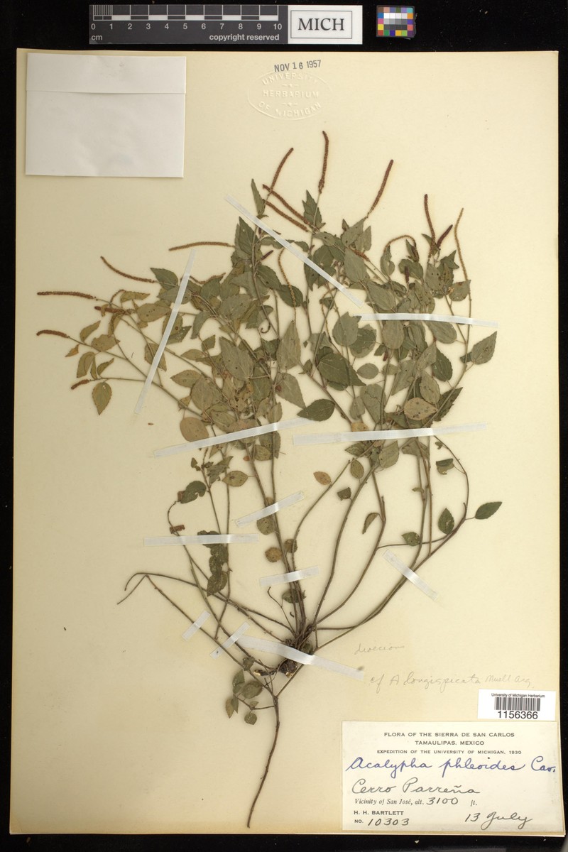 Acalypha longispicata photo 3