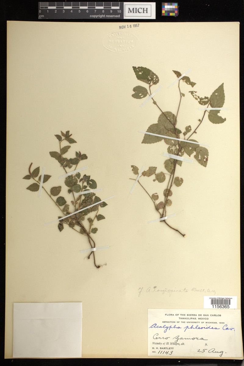 Acalypha longispicata photo 4