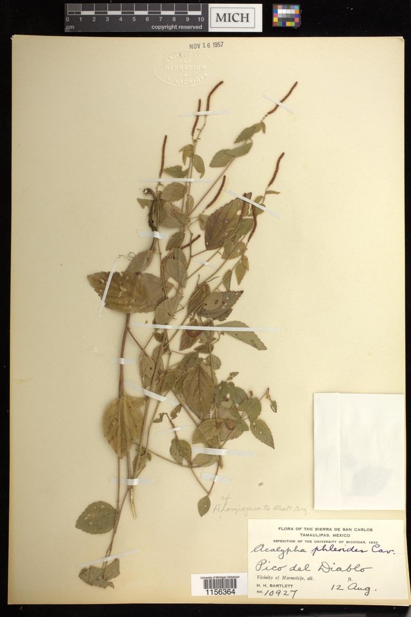 Acalypha longispicata photo 5