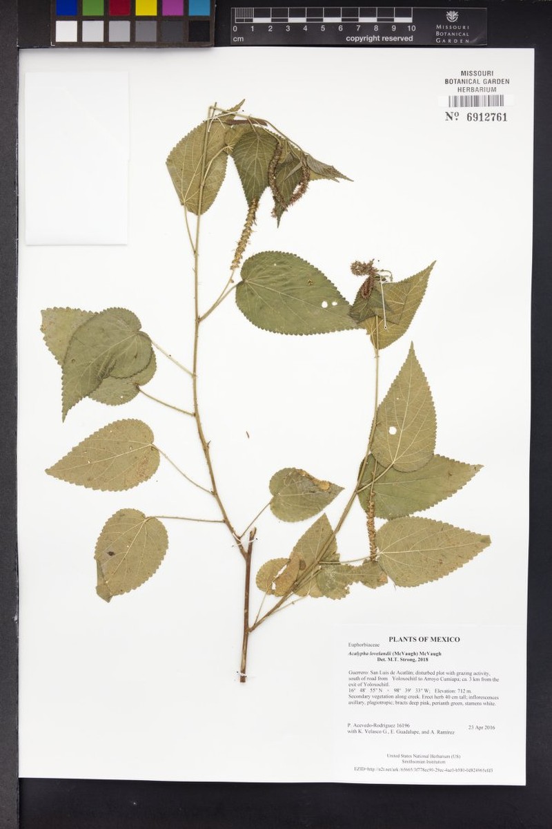 Acalypha lovelandii