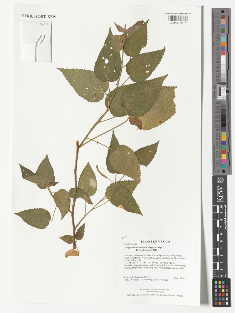 Acalypha lovelandii photo 2