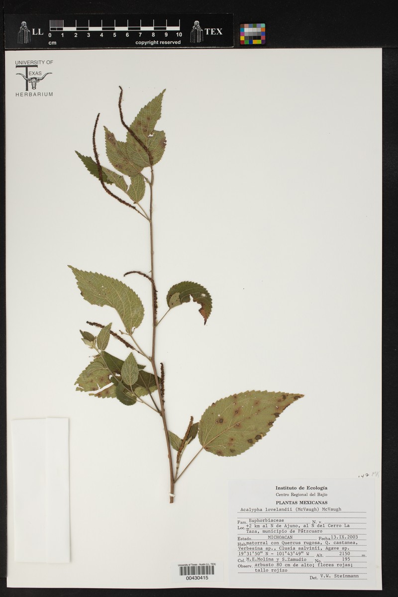 Acalypha lovelandii photo 3